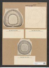 Campylodiscus ornatus Grev. (de-Toni-Nr.: Genus 57, Species 2506) Zeichnungen Sammlung Grunow Nr. 5012 (NHMW-BOT-W0373262)